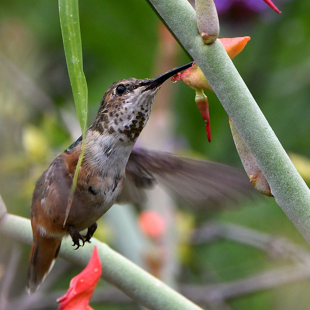 Hummer7.jpg