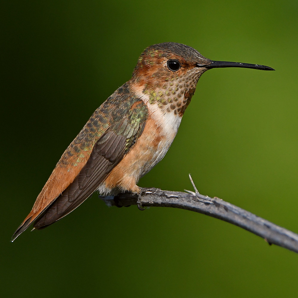 Hummer7.jpg