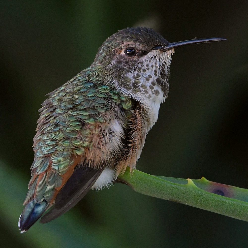 Hummer7.jpg