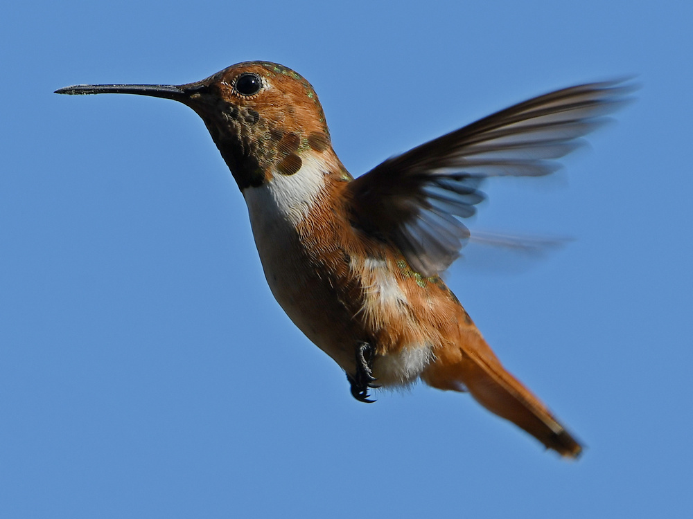 Hummer7.jpg