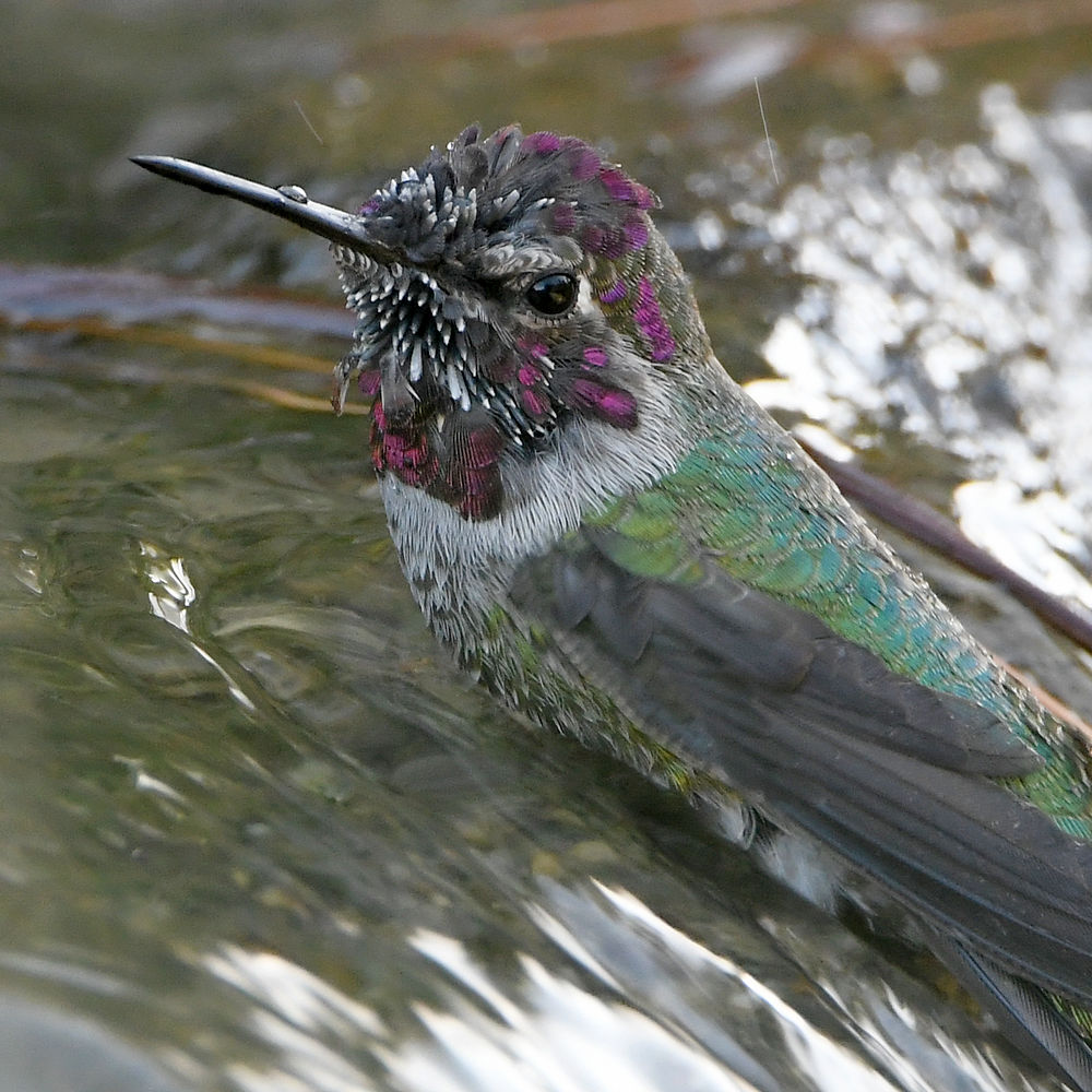 Hummer7.jpg