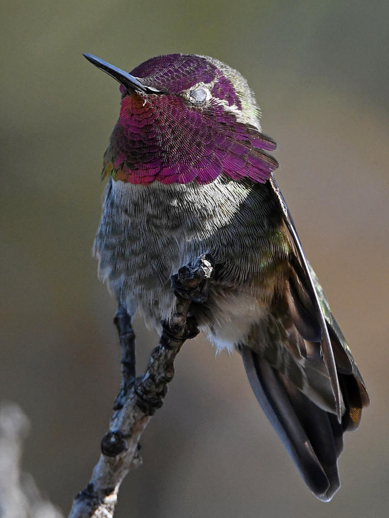 Hummer7.jpg