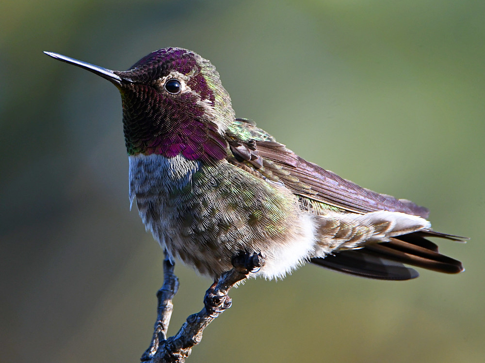 Hummer7.jpg
