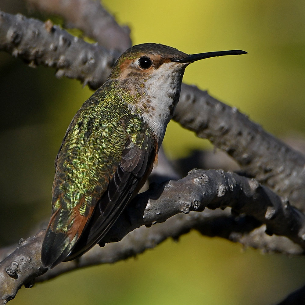 Hummer7.jpg