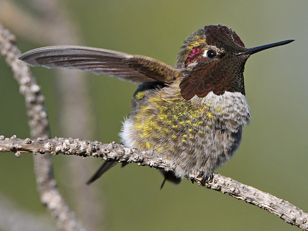 Hummer7.jpg