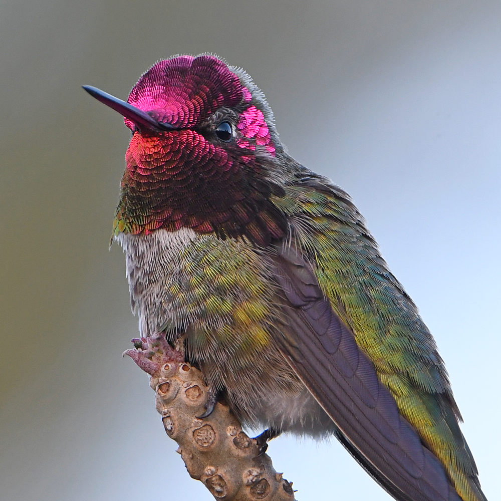 Hummer7.jpg