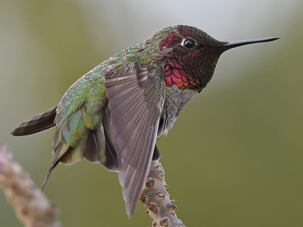 Hummer7.jpg