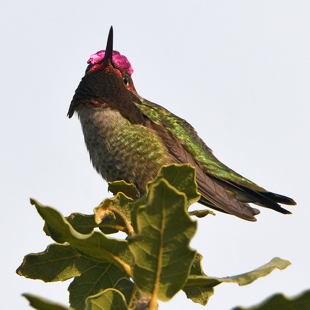 Hummer7.jpg