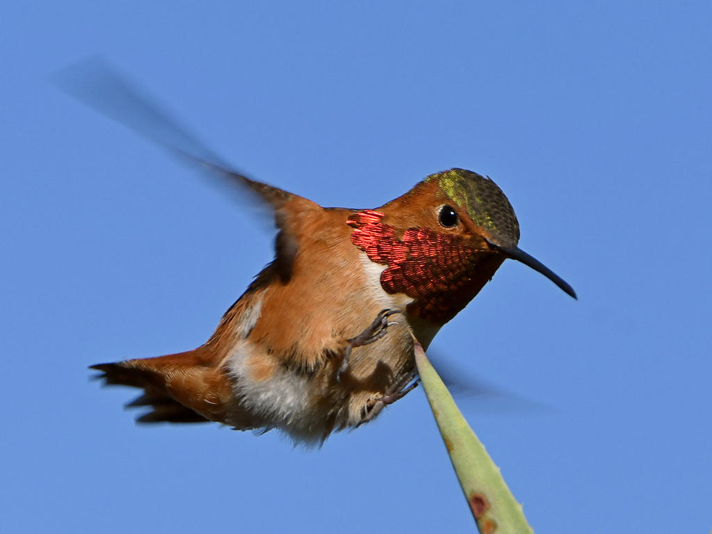 Hummer7.jpg