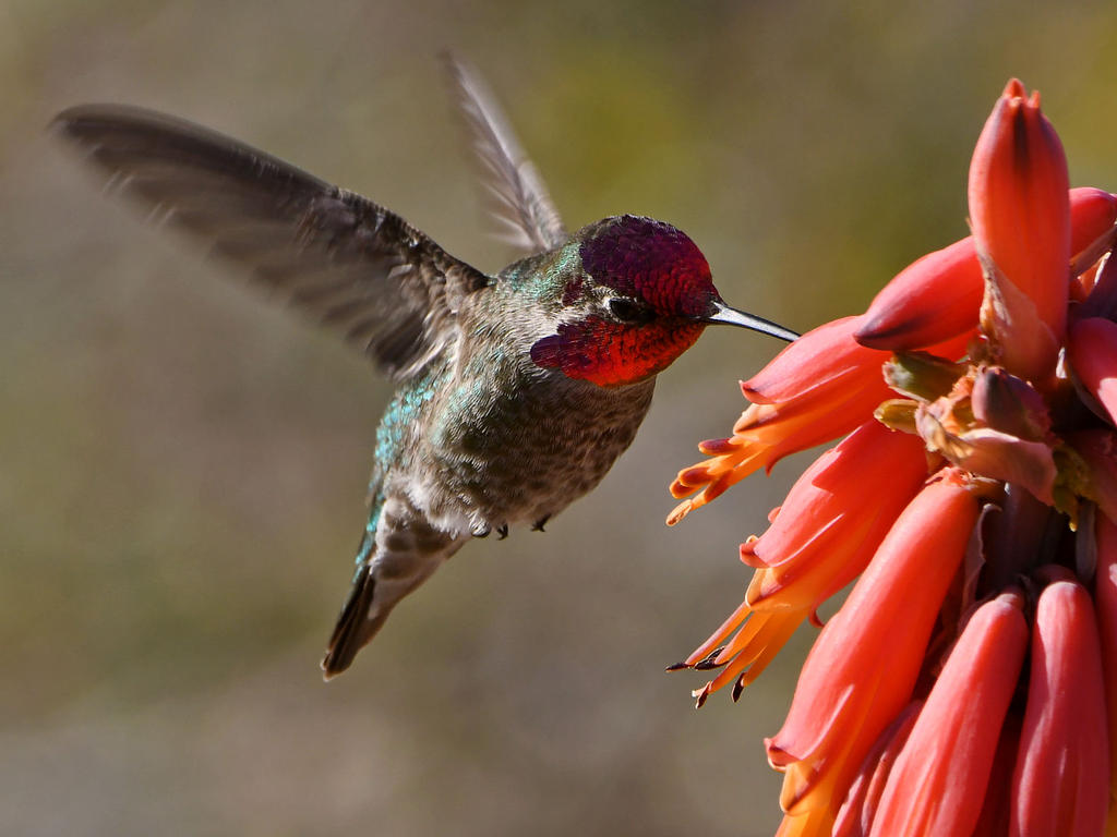 Hummer7.jpg