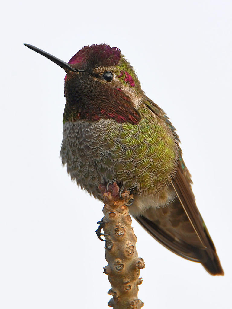 Hummer7.jpg
