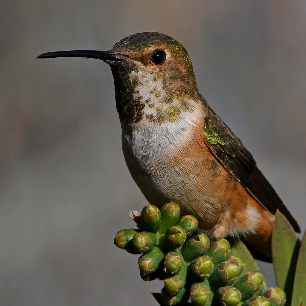 Hummer7.jpg