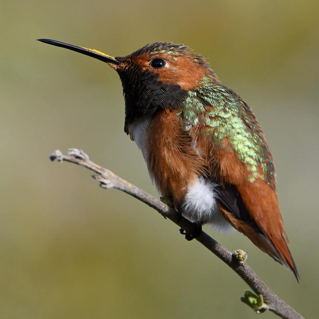 Hummer7.jpg