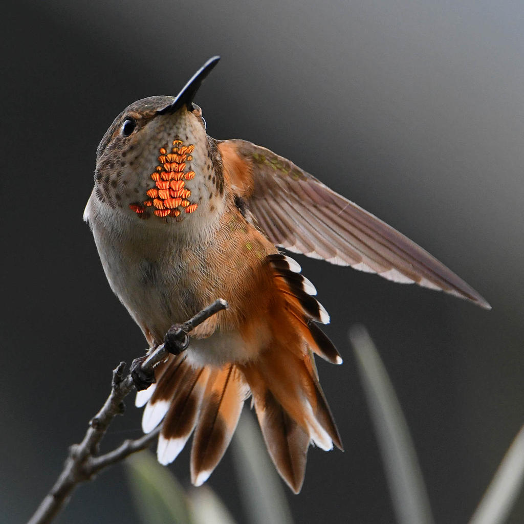 Hummer7.jpg