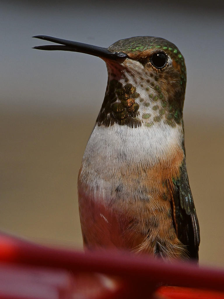 Hummer7.jpg