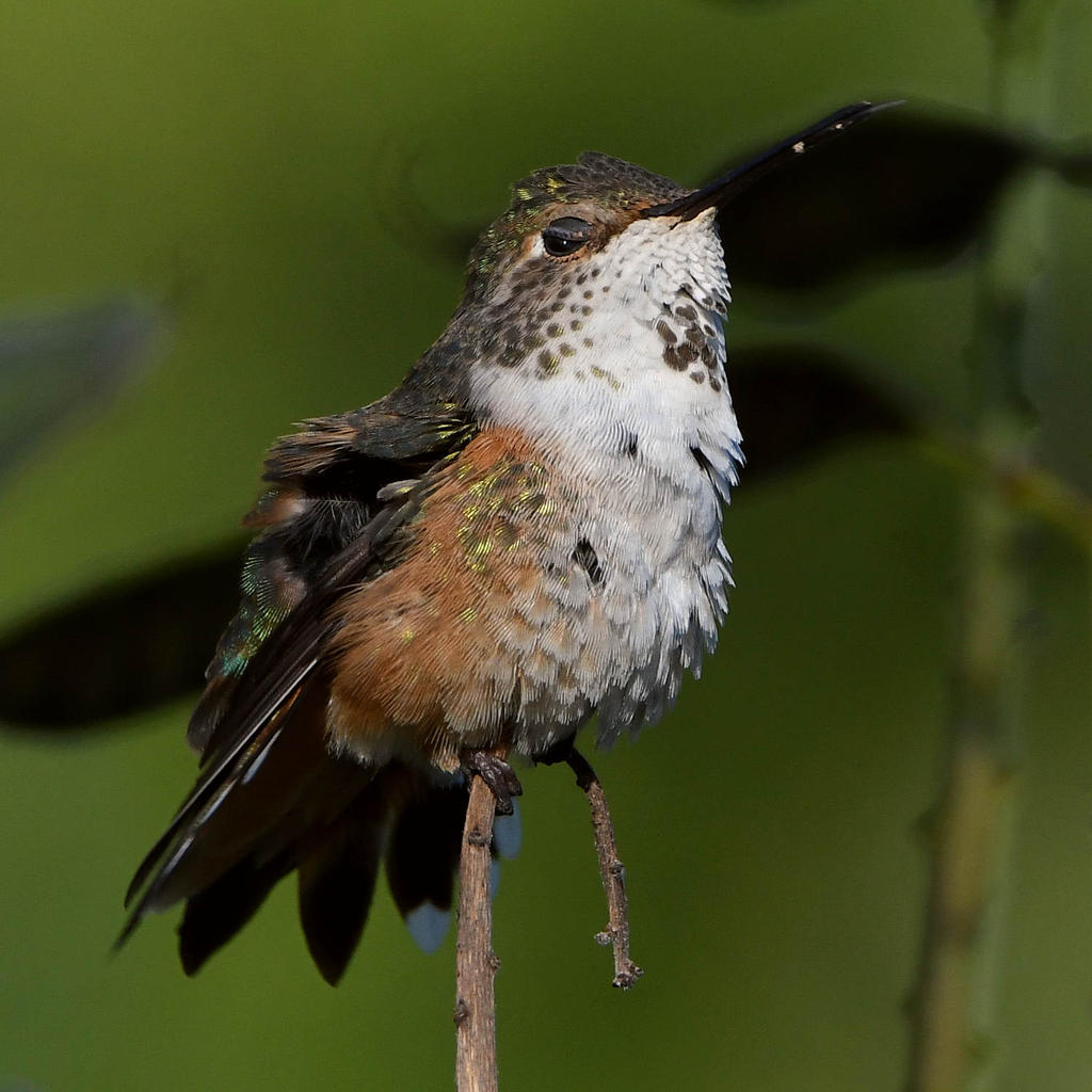 Hummer7.jpg
