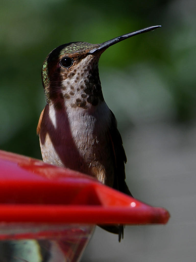 Hummer7.jpg