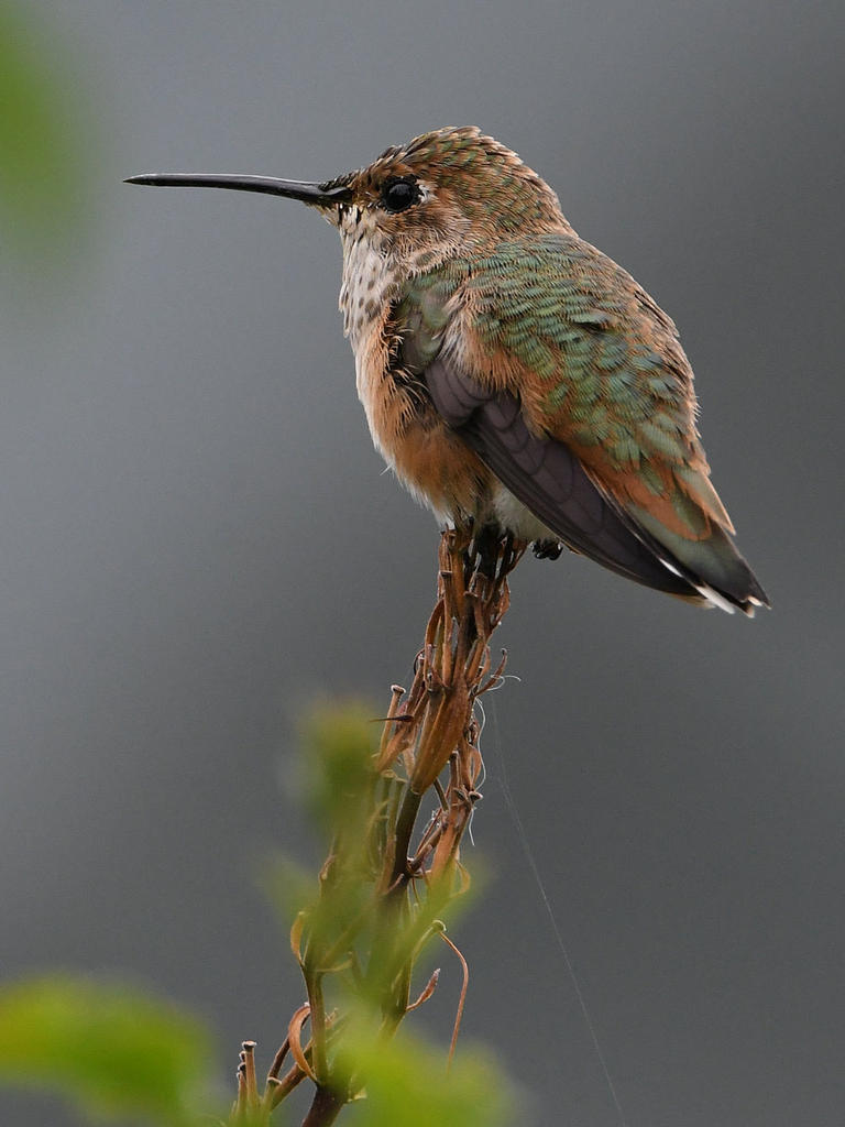 Hummer7.jpg
