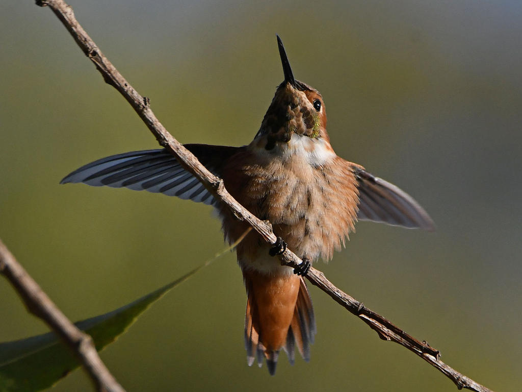 Hummer7.jpg