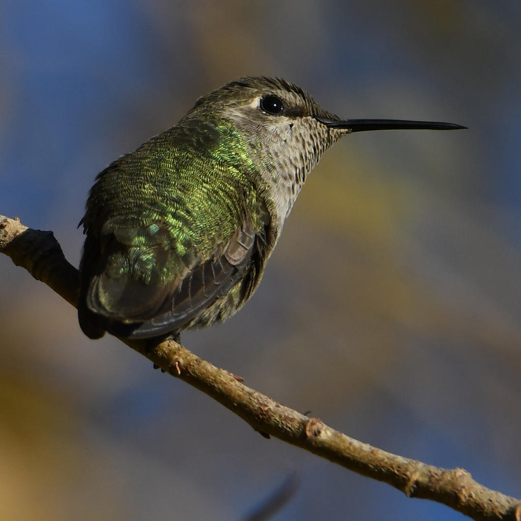 Hummer7.jpg