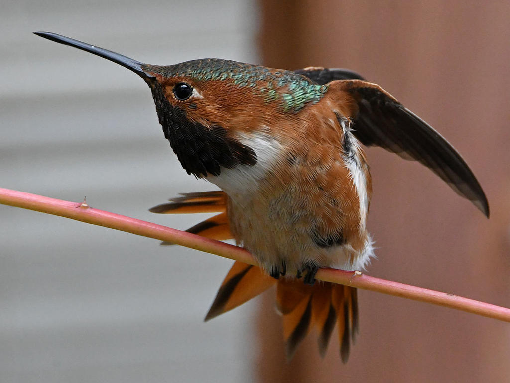 Hummer7.jpg