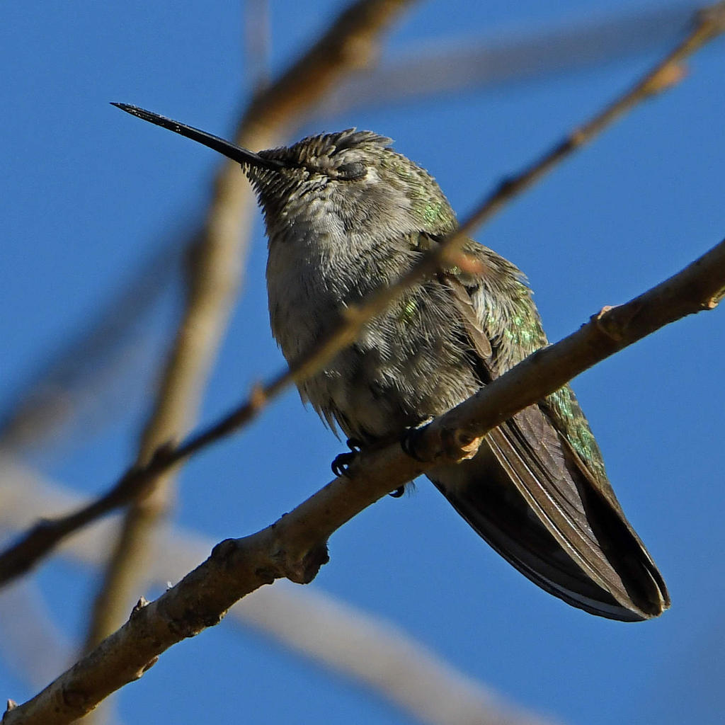Hummer7.jpg