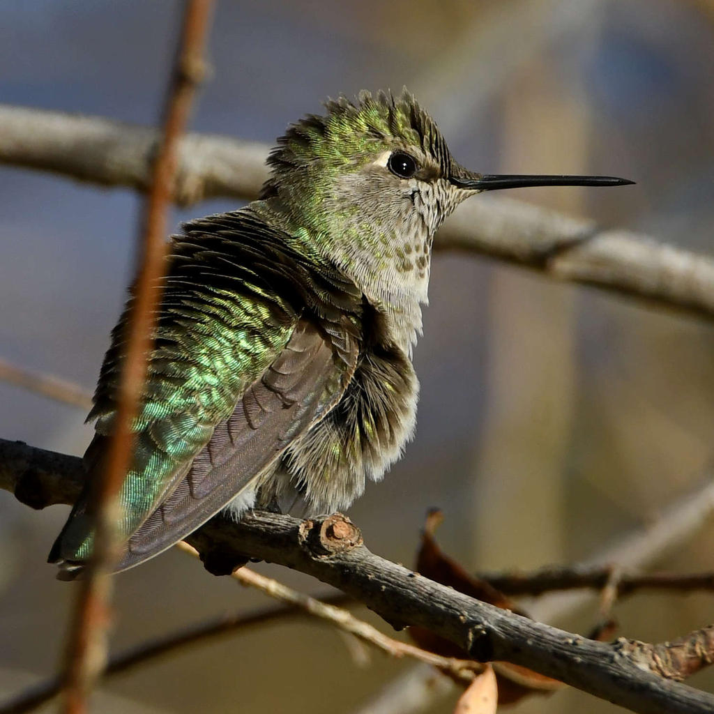 Hummer7.jpg