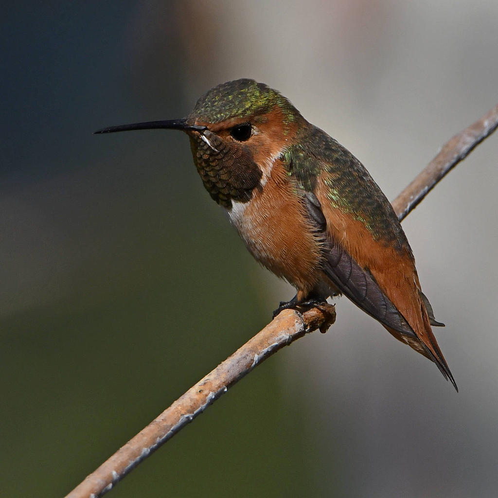 Hummer7.jpg