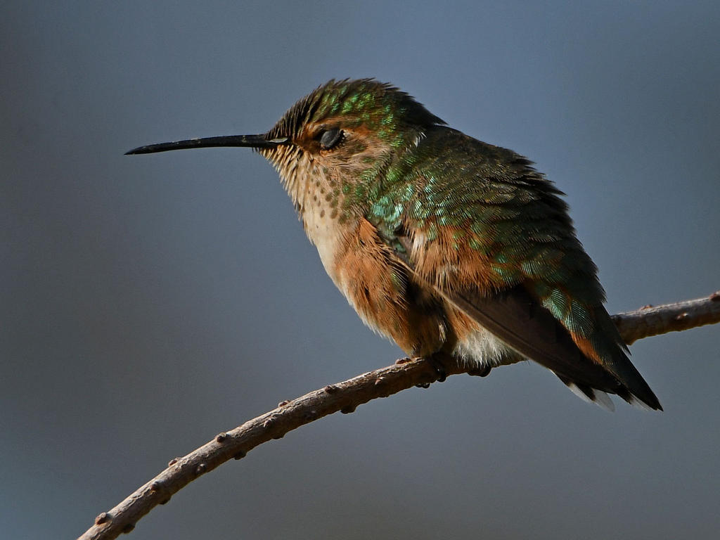 Hummer7.jpg