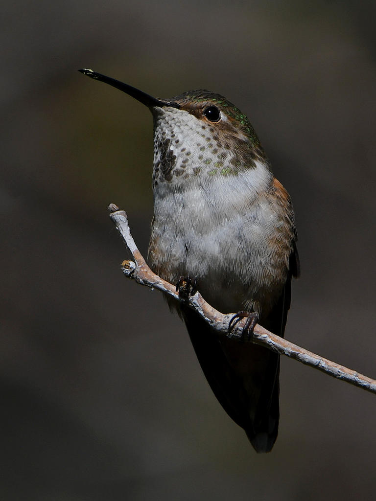 Hummer7.jpg