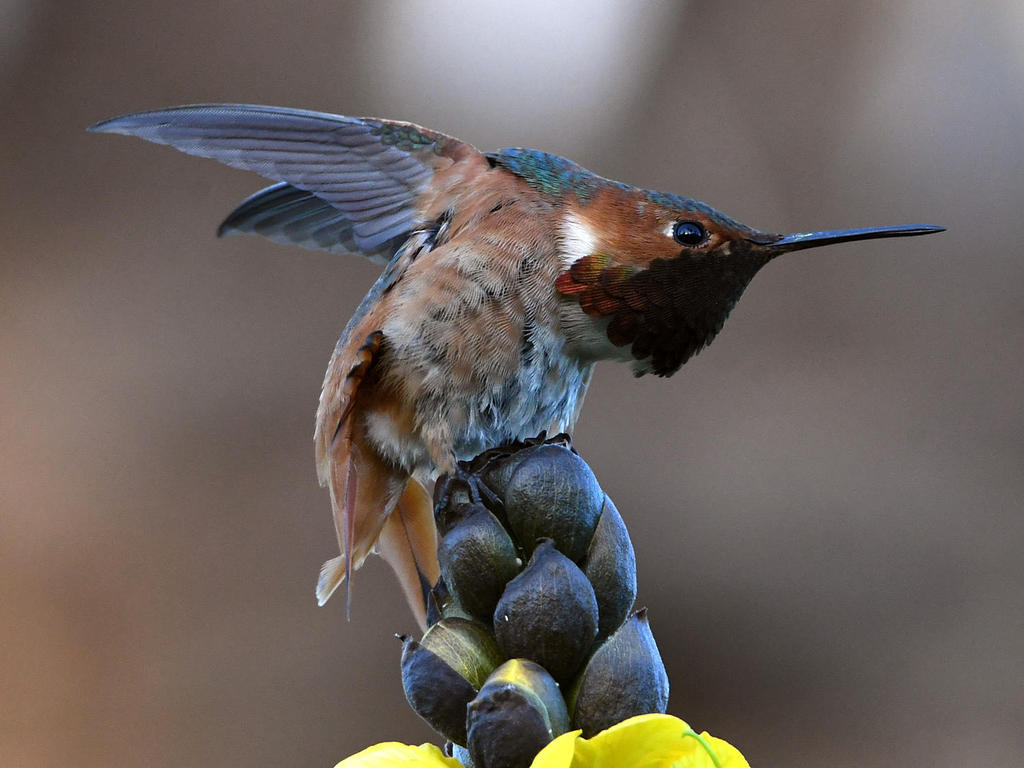 Hummer7.jpg