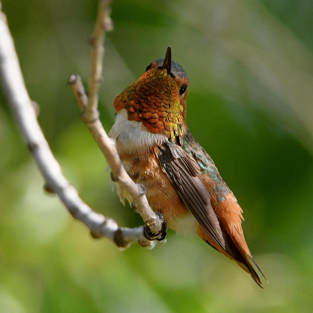 Hummer7.jpg