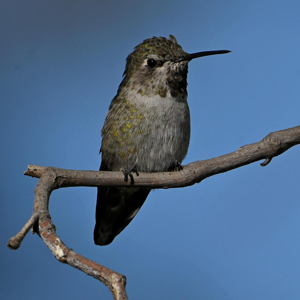 Hummer7.jpg