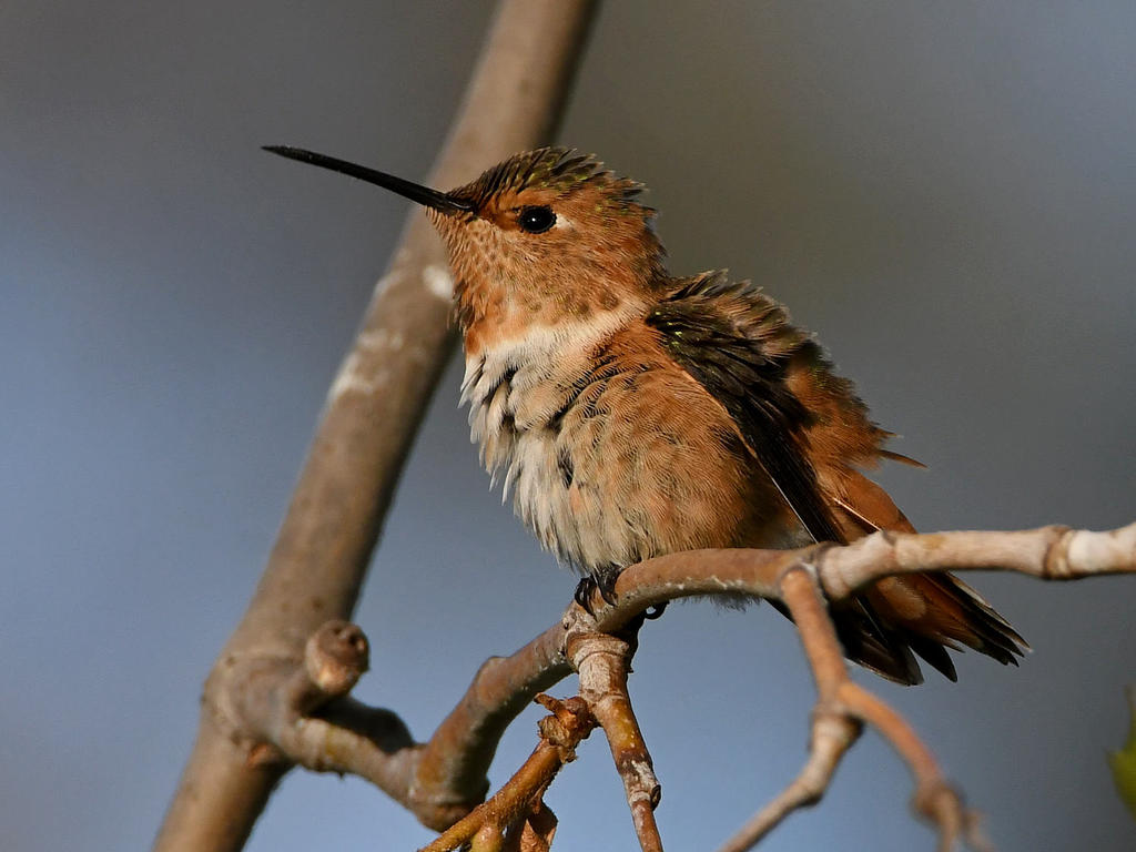 Hummer7.jpg