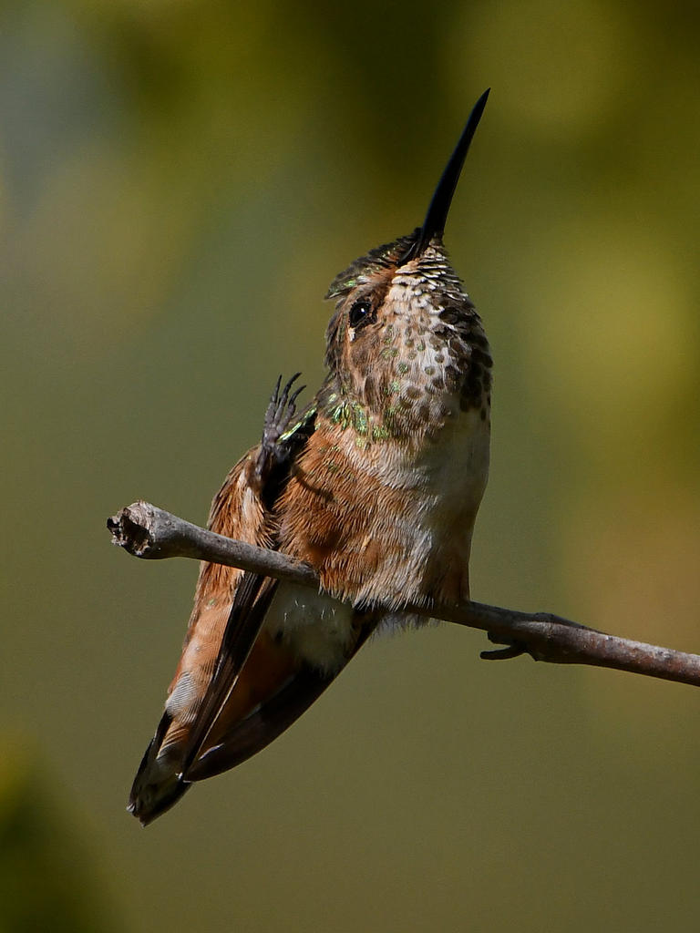 Hummer7.jpg