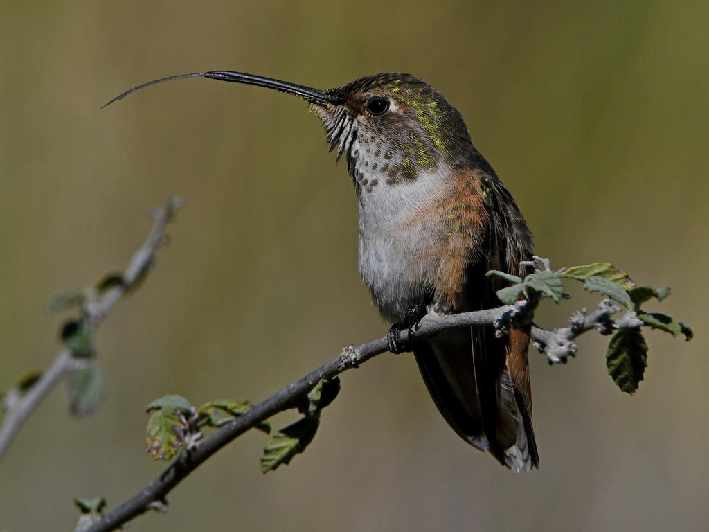 Hummer7.jpg
