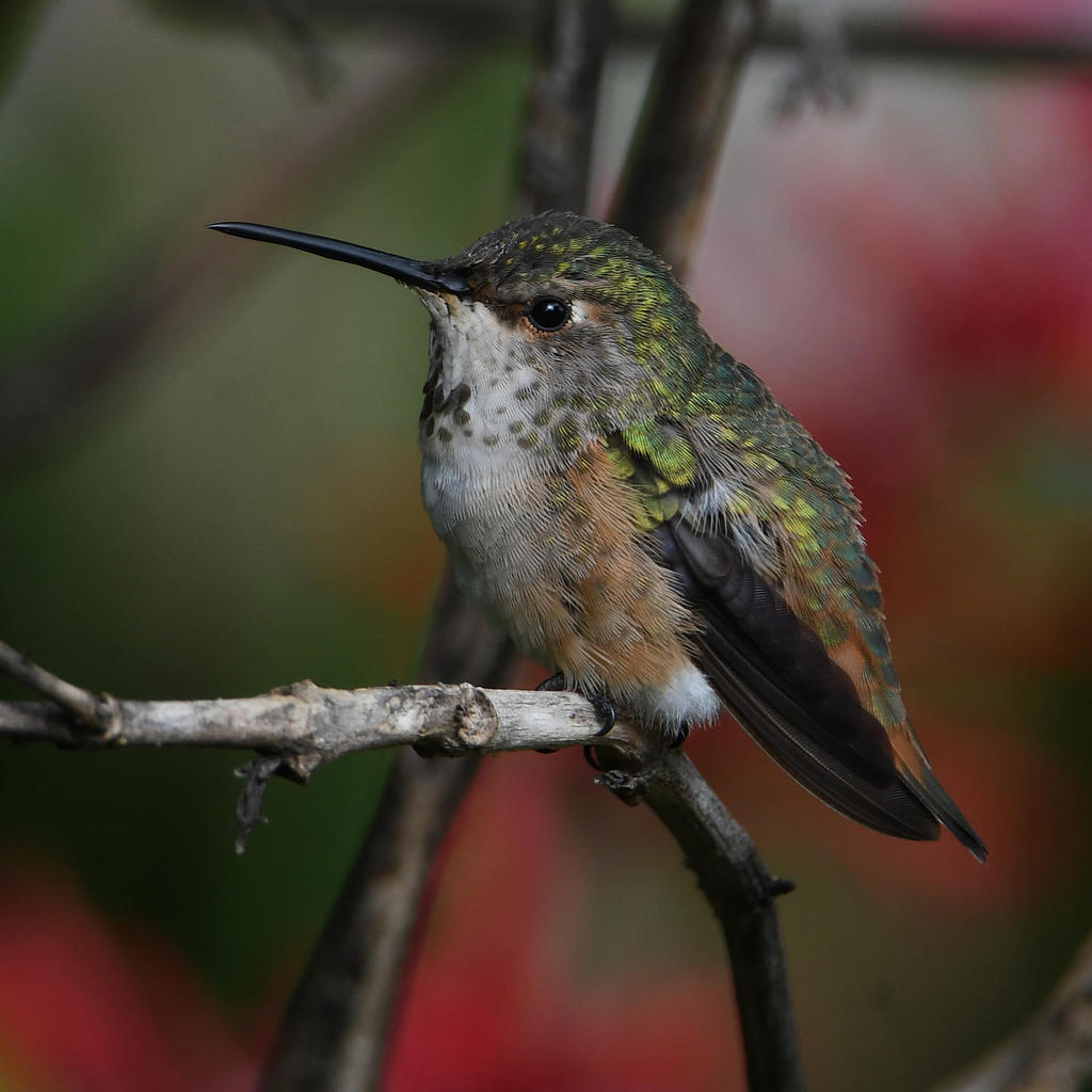 Hummer7.jpg