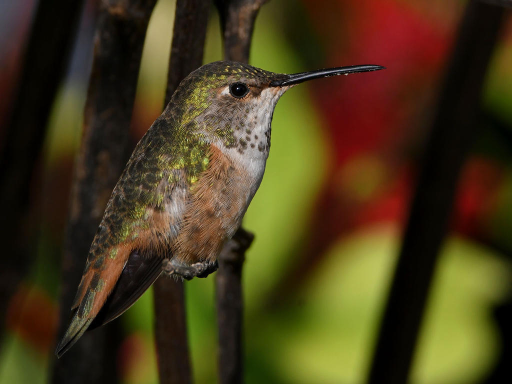 Hummer7.jpg