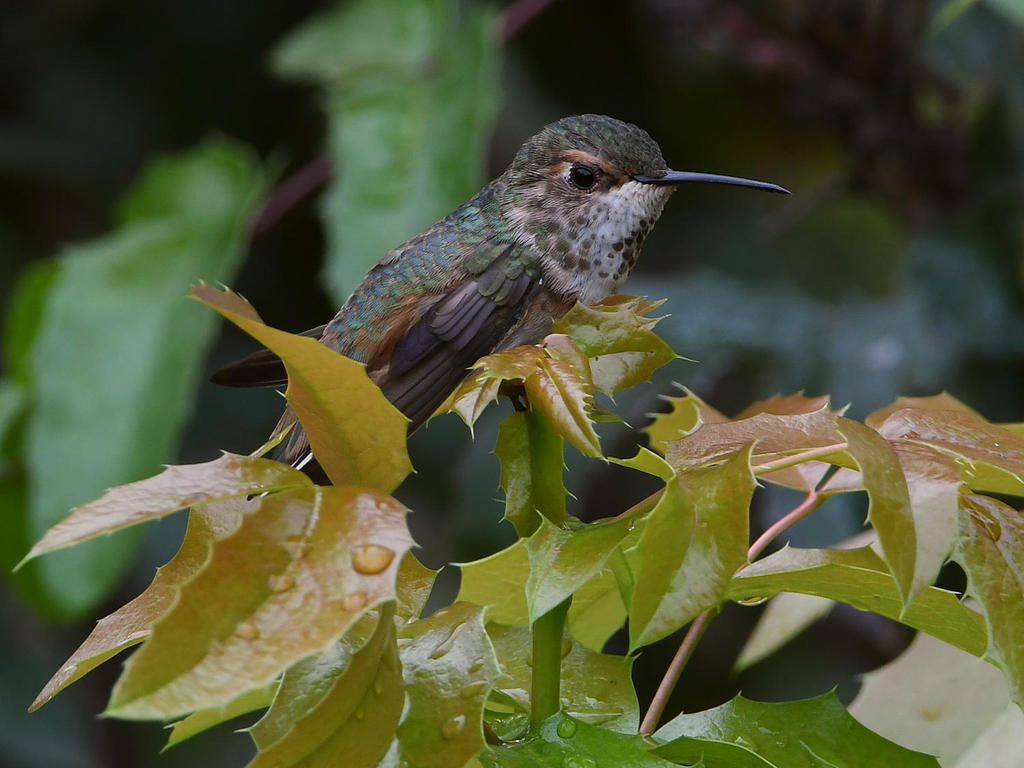 Hummer7.jpg
