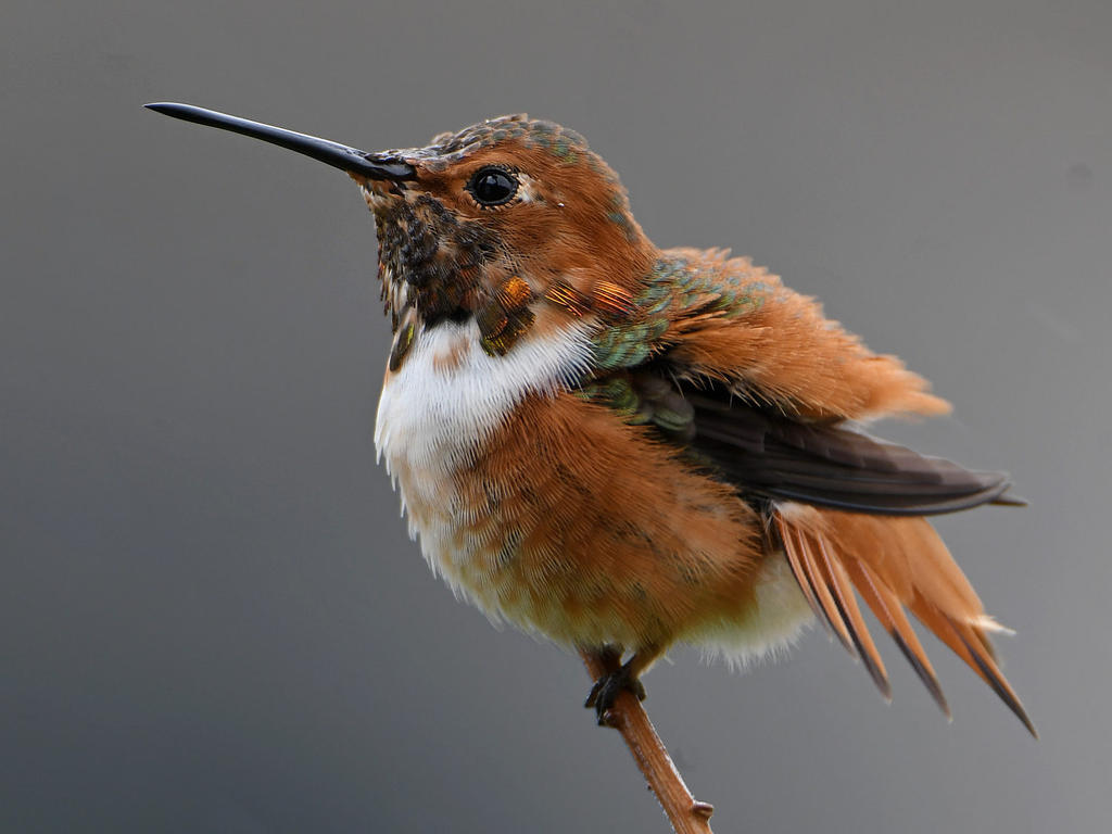 Hummer7.jpg