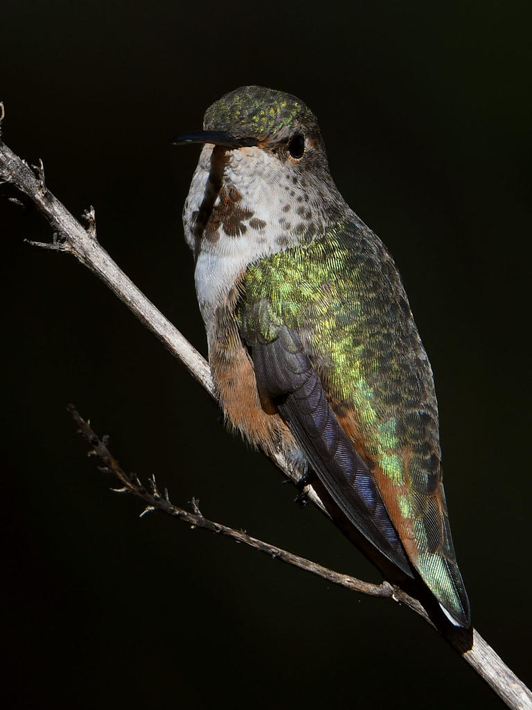 Hummer7.jpg