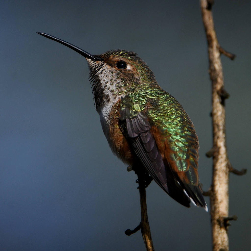 Hummer7.jpg