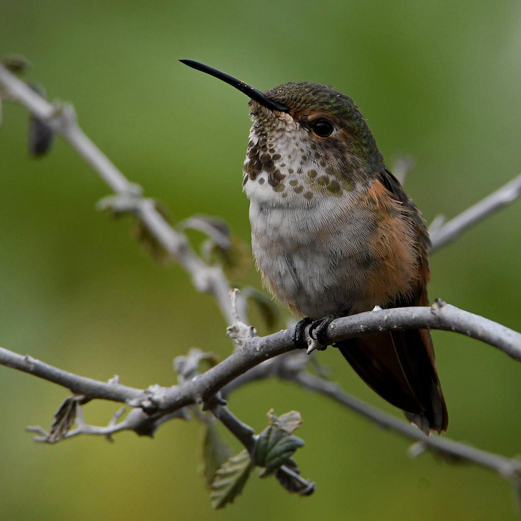 Hummer7.jpg