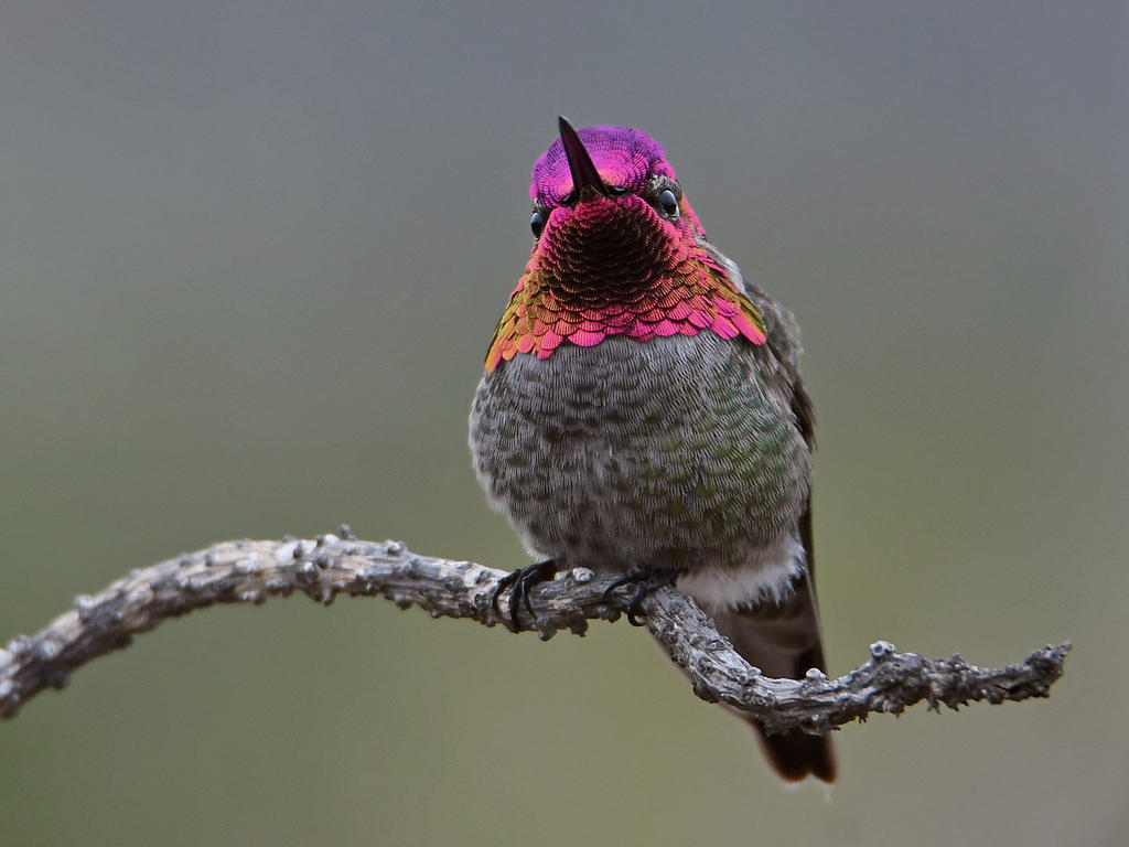 Hummer7.jpg