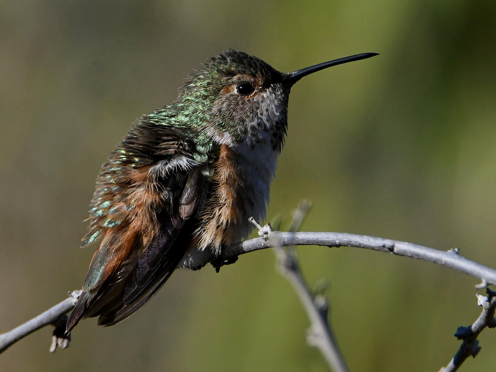 Hummer7.jpg