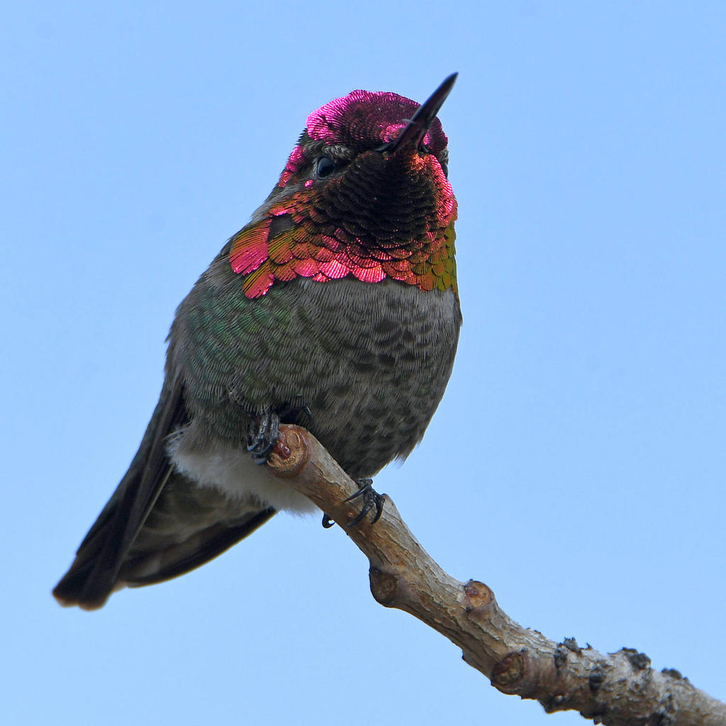 Hummer7.jpg