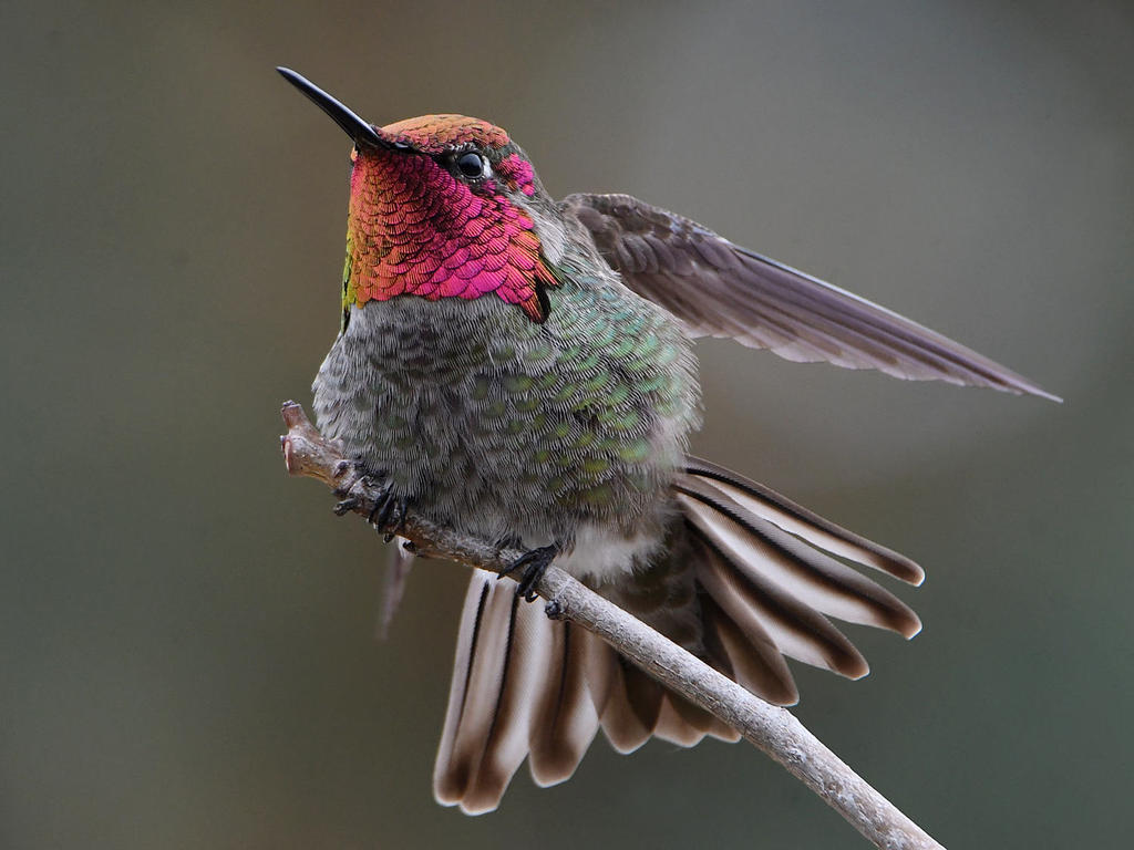 Hummer7.jpg