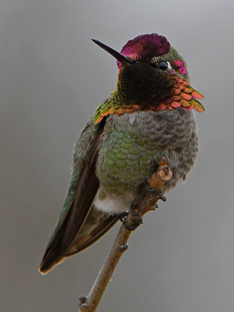 Hummer7.jpg