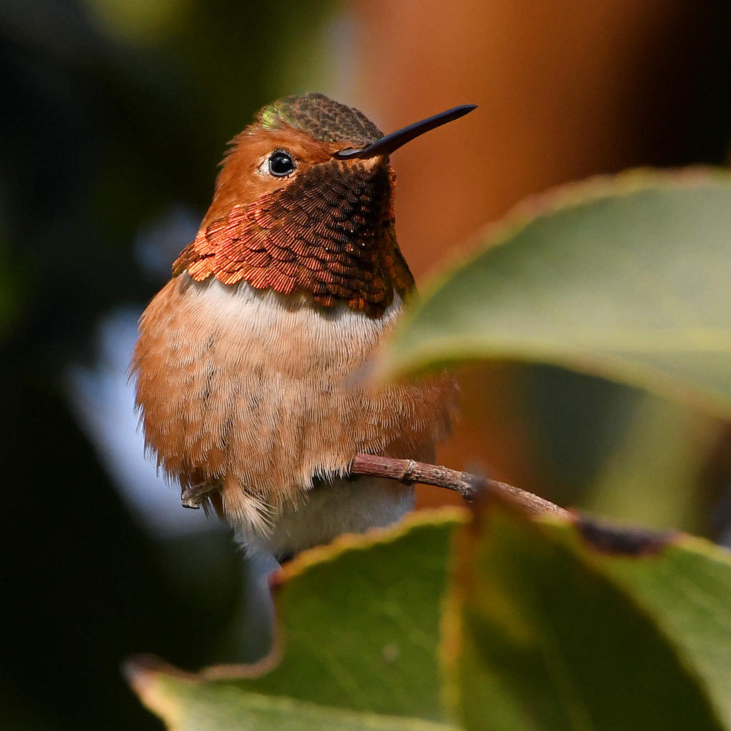 Hummer7.jpg