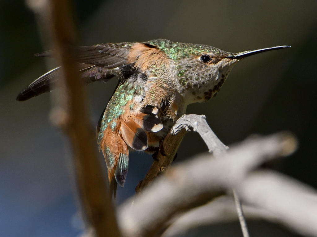 Hummer7.jpg
